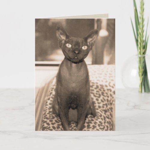 Vintage Style Devon Rex Cat Photograph Card