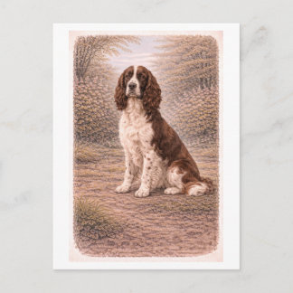 Vintage-Style English Springer Spaniel Postcard