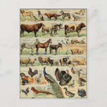 Vintage Style Farm Animals Postcard