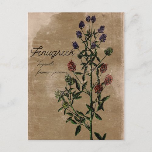 Vintage Style Fenugreek Herb Postcard