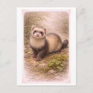 Vintage-Style Ferret Illustration Postcard
