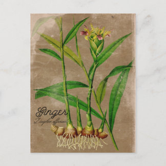 Vintage Style Ginger Root Plant Postcard