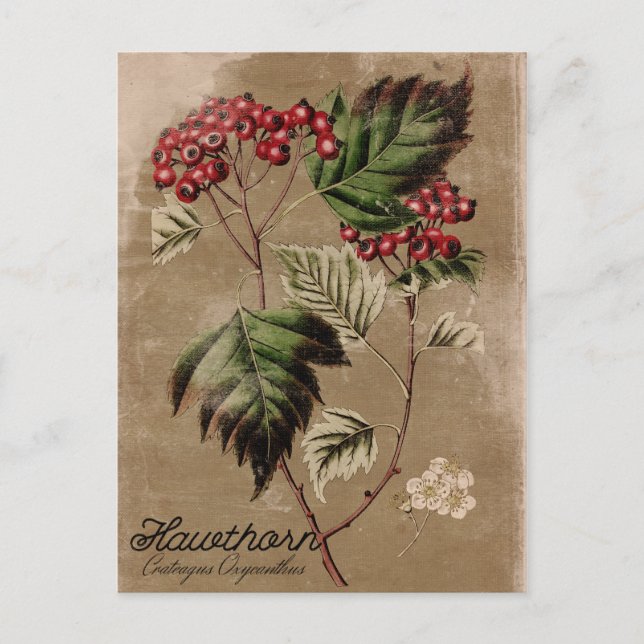 Vintage Style Hawthorn Tree Berry Postcard (Front)