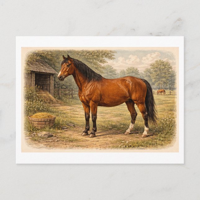 Vintage-Style Horse lllustration Postcard (Front)