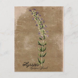 Vintage Style Hyssop Postcard