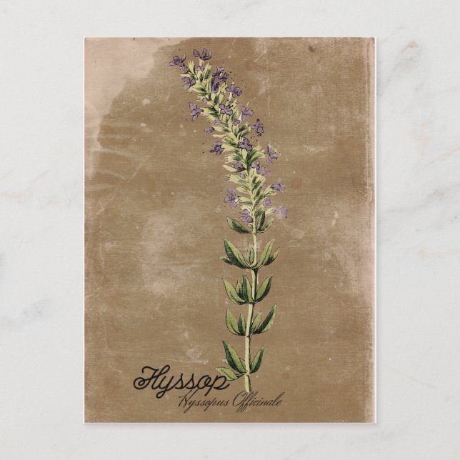 Vintage Style Hyssop Postcard (Front)
