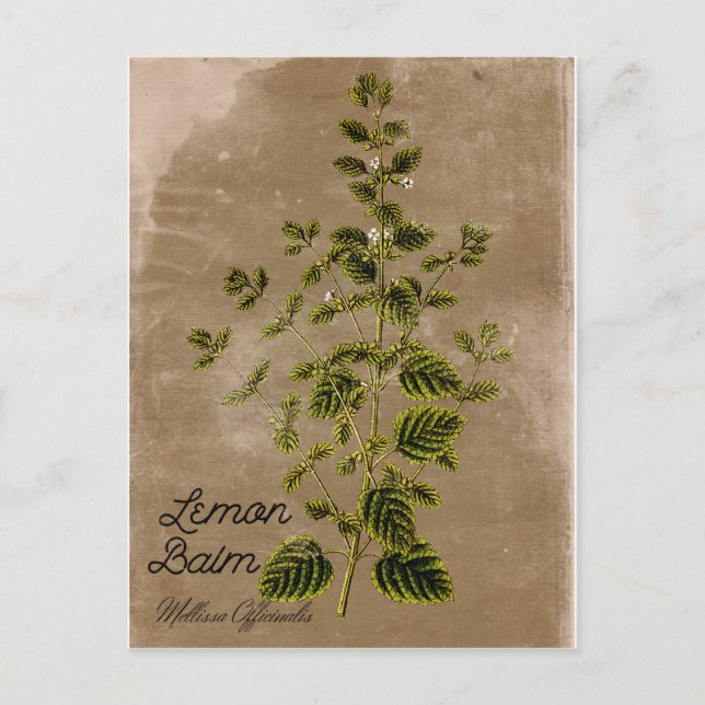 Vintage Style Lemon Balm Postcard (Front)