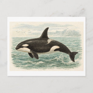 Vintage-Style Orca Whale Illustration Postcard