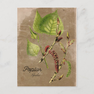 Vintage Style Poplar Tree Post Card