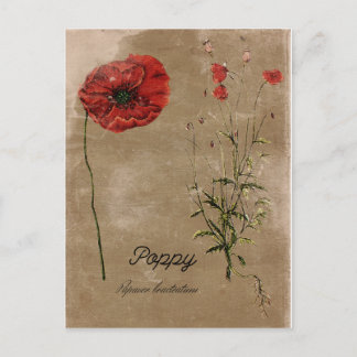 Vintage Style Poppy Flower Post Card