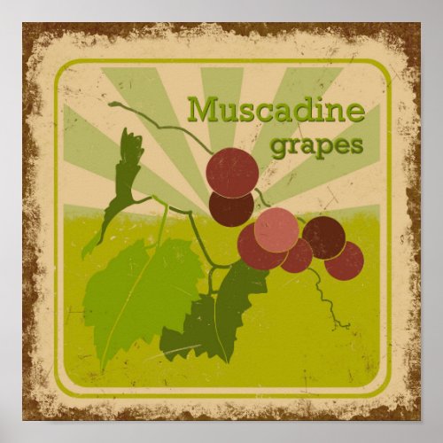  Vintage_style poster Muscadine Grapes