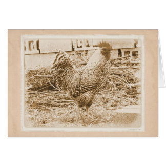 Vintage Style Rooster Photograph Cards