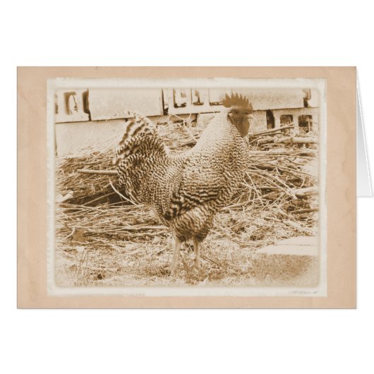 Vintage Style Rooster Photograph Cards (Front Horizontal)