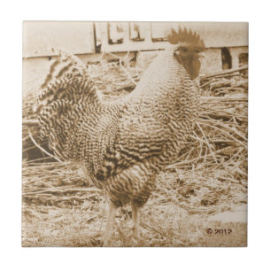 Vintage Style Rooster Photograph Ceramic Tile