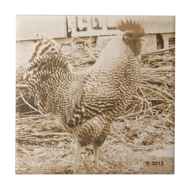 Vintage Style Rooster Photograph Ceramic Tile (Front)