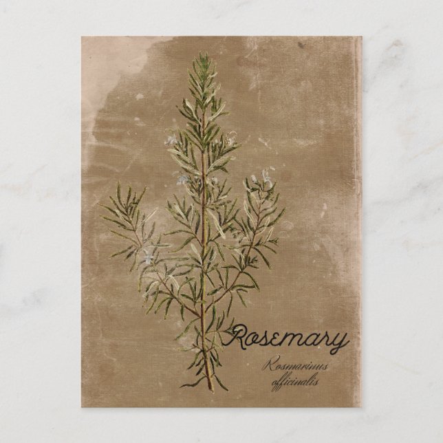 Vintage Style Rosemary Herb Postcard (Front)