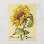 [ Thumbnail: Vintage Style Sunflower "Thank You!" Postcard ]