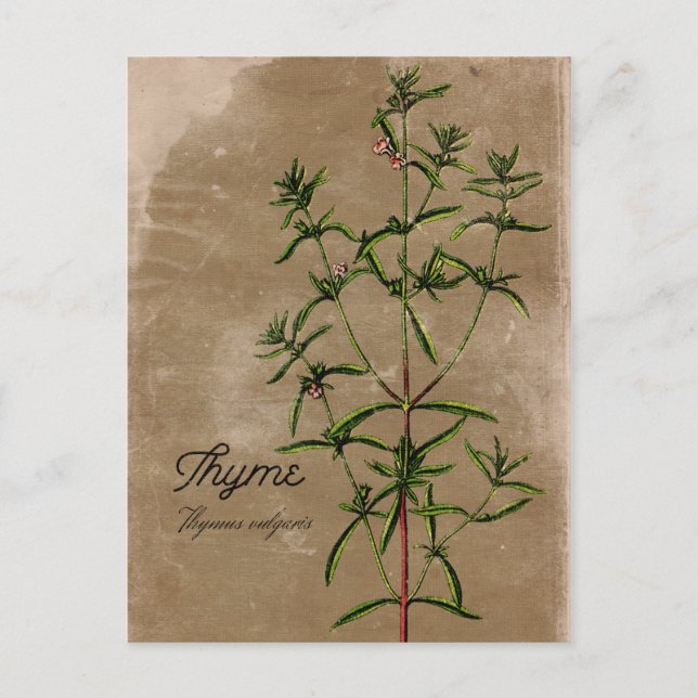Vintage Style Thyme Herb Postcard (Front)