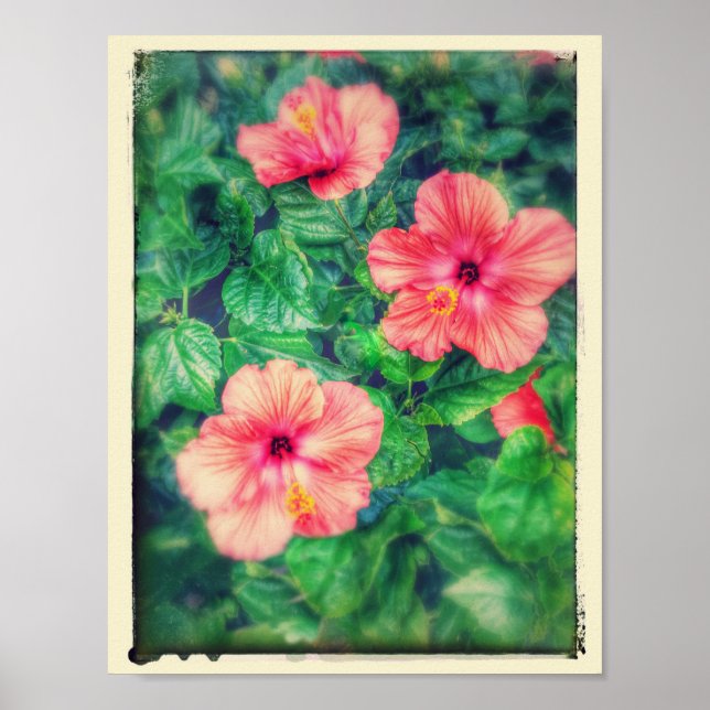 Vintage Style Tropical Hibiscus Flowers Poster (Front)