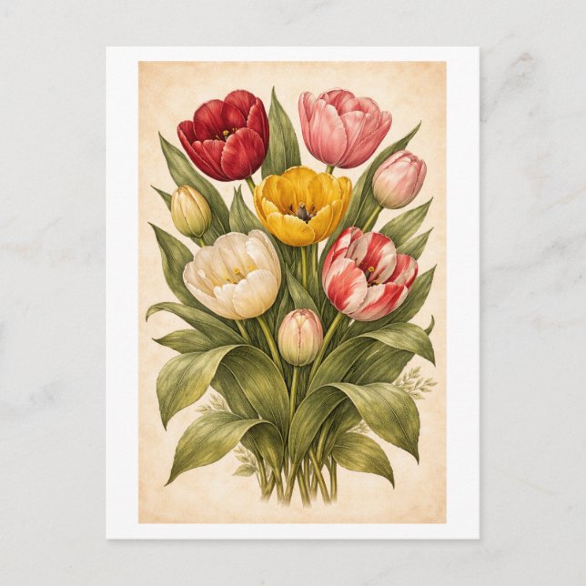 Vintage-Style Tulip Botanical Illustration Postcard (Front)