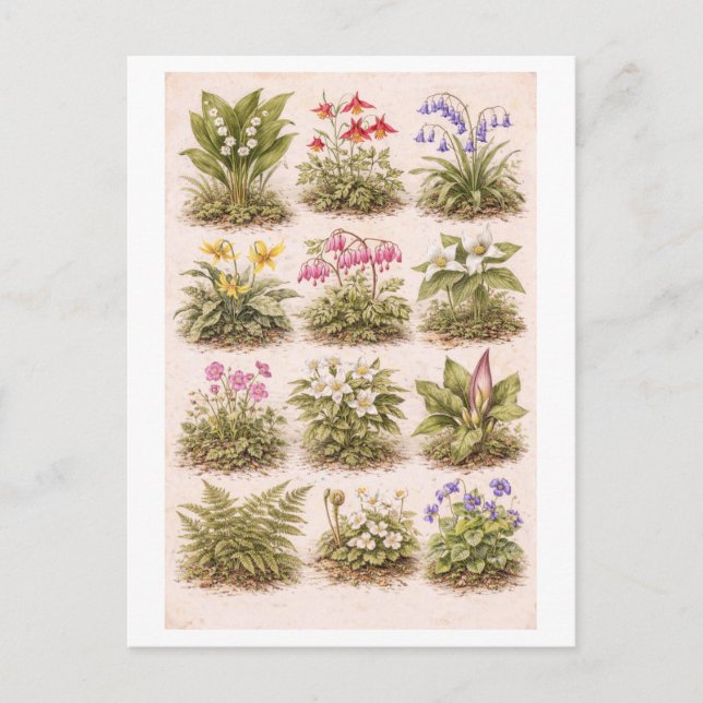 Vintage-Style Wildflower Illustration Postcard (Front)