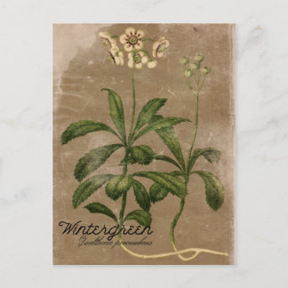 Vintage Style Wintergreen Plant Postcard