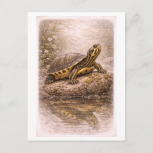 Vintage-Style Yellow-Bellied Slider Turtle  Postcard