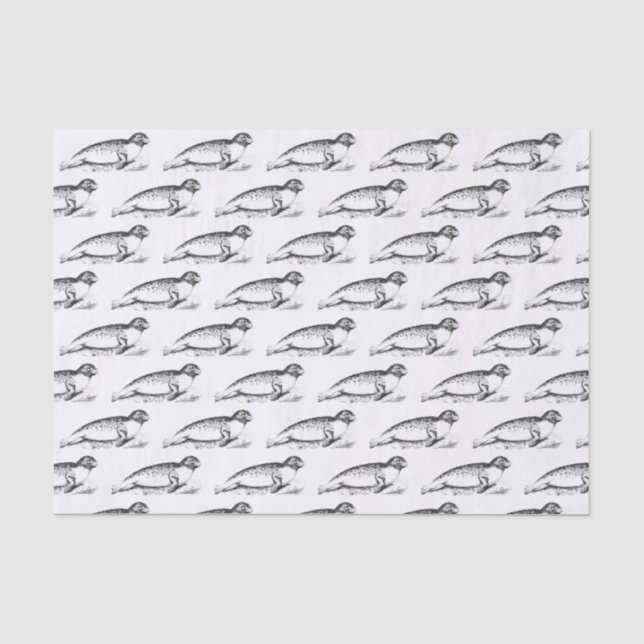 Vintage Stylized Spotted Seal Sea Lion Tissue Paper (Front)