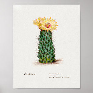 Vintage Succulent Illustration Poster