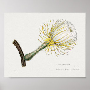 Vintage Succulent Illustration Poster