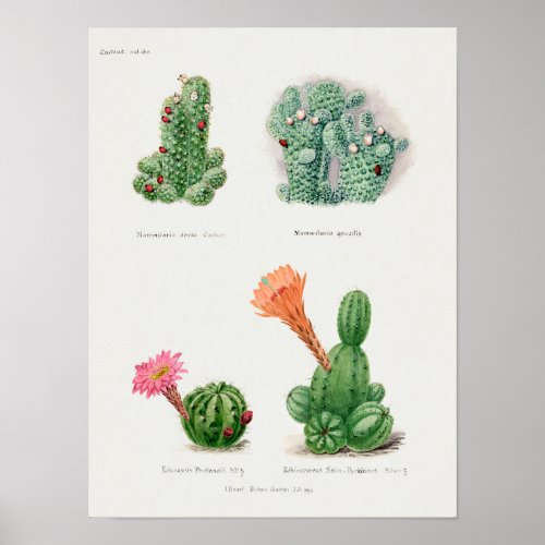 Vintage Succulent Illustration Poster