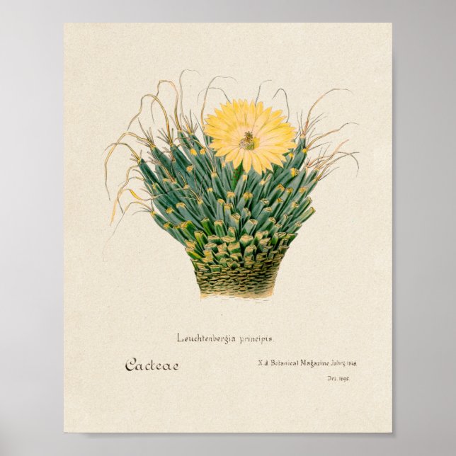 Vintage Succulent Illustration Poster (Front)
