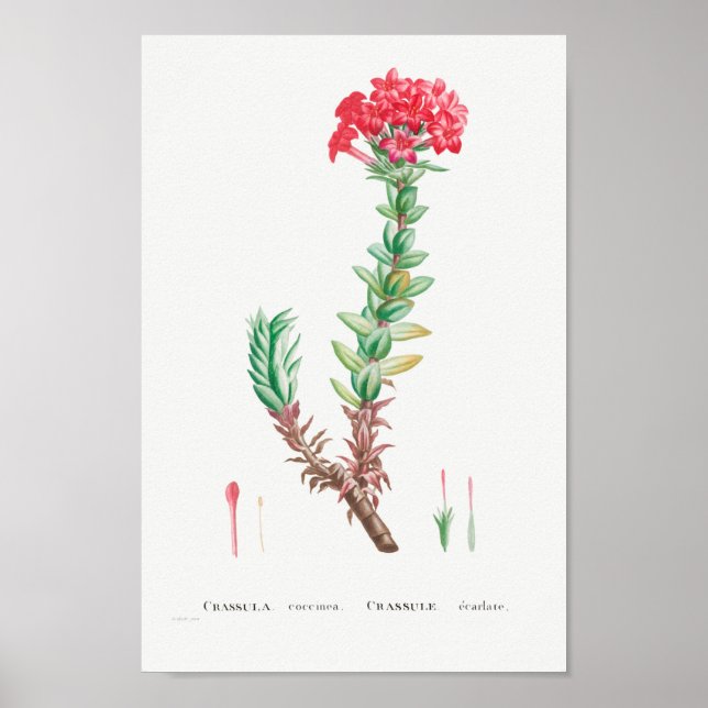 Vintage Succulent Illustration Poster (Front)
