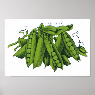 Vintage Sugar Snap Peas, Foods, Healthy Vegetables Poster