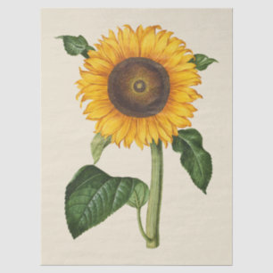 Vintage Sunflower Botanical Art by Merian Tissue Paper