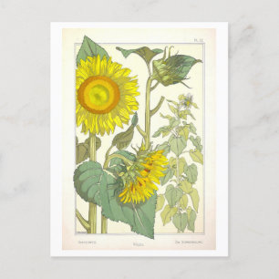 Vintage Sunflower Botanical Illustration Postcard