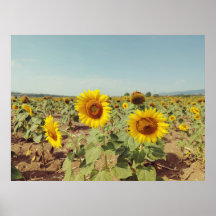 Vintage sunflower field