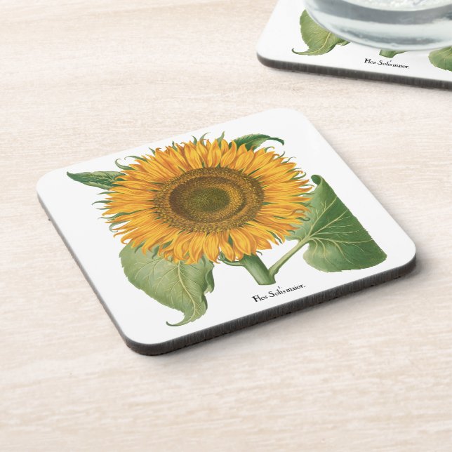 Vintage Sunflower Flower by Basilius Besler Beverage Coaster (Left Side)
