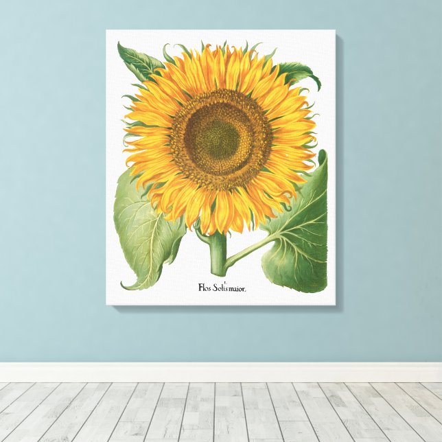 Vintage Sunflower Flower by Basilius Besler Canvas Print (Insitu(Wood Floor))