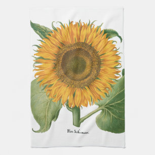 Vintage Sunflower Flower by Basilius Besler Kitchen Towel