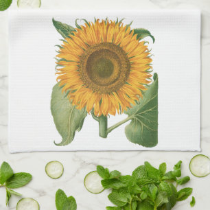 Vintage Sunflower Flower by Basilius Besler Kitchen Towel
