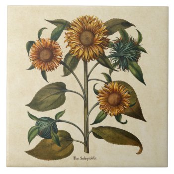 Vintage Sunflower Flower Print Ceramic Tile by PNGDesign at Zazzle