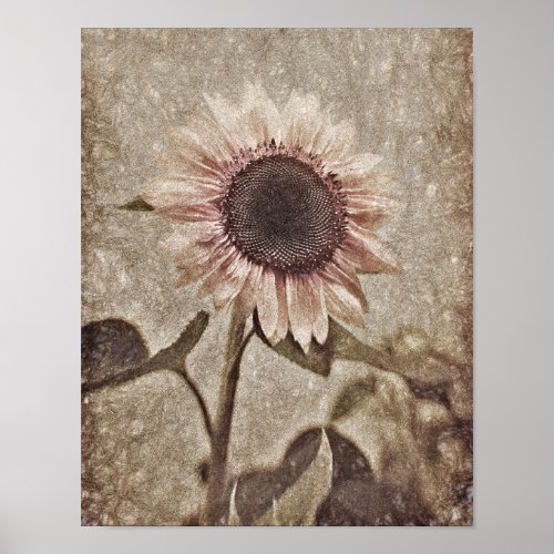 Vintage Sunflower Pink Sepia Brown Rustic Texture Poster
