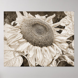 Vintage Sunflower Sepia Brown Art Decoupage Poster