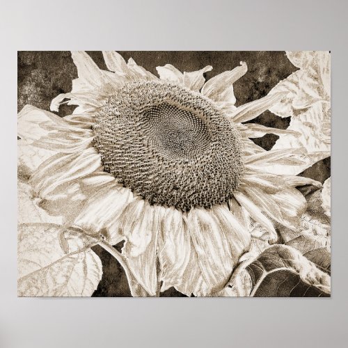 Vintage Sunflower Sepia Brown Art Decoupage Poster
