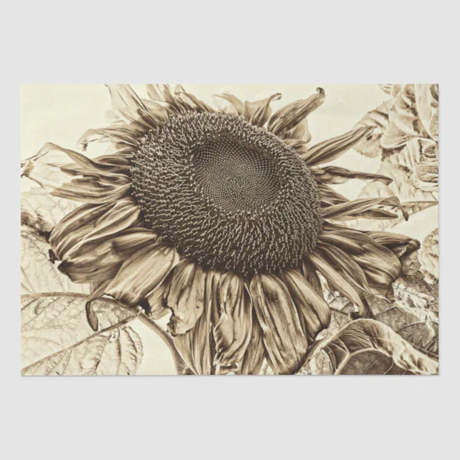 Vintage Sunflower Sepia Tone Old Style Decoupage Tissue Paper | Zazzle