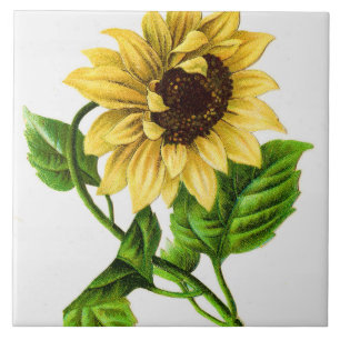 Vintage Sunflower Tile