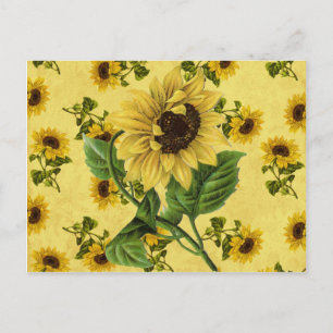Vintage Sunflowers Postcard
