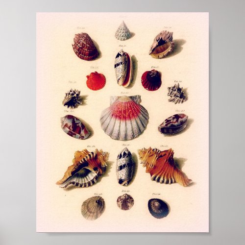 Vintage Sunset Seashell Collection Poster