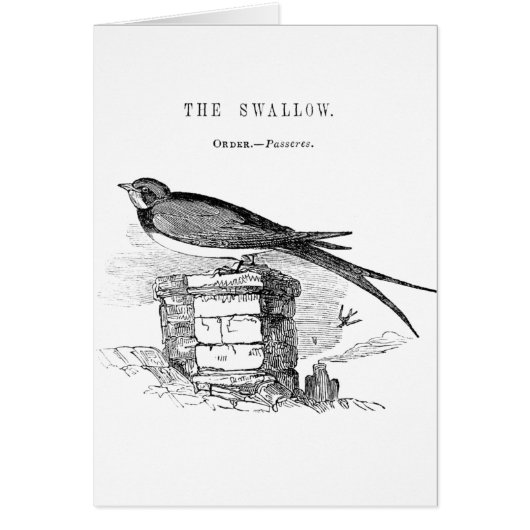 Vintage swallow bird cards (Front)